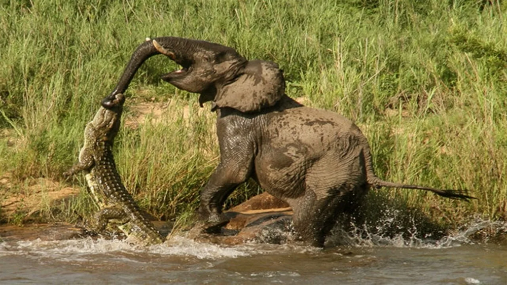 Водопой: место максимальной опасности в Африке
Водопой: место максимальной опасности в Африке