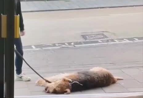 В Англии пёс отказался продолжить прогулку, пока не зайдёт в паб
В Англии пёс отказался продолжить прогулку, пока не зайдёт в паб