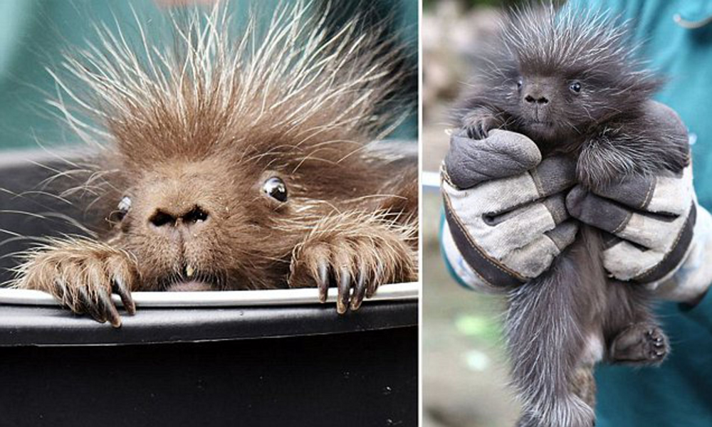 Поркупин: смертельно опасный зверь, о котором мало кто знает
Поркупин: смертельно опасный зверь, о котором мало кто знает