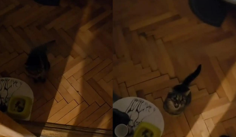 Домашний кот ведет себя так, словно он NPC в игре
Домашний кот ведет себя так, словно он NPC в игре