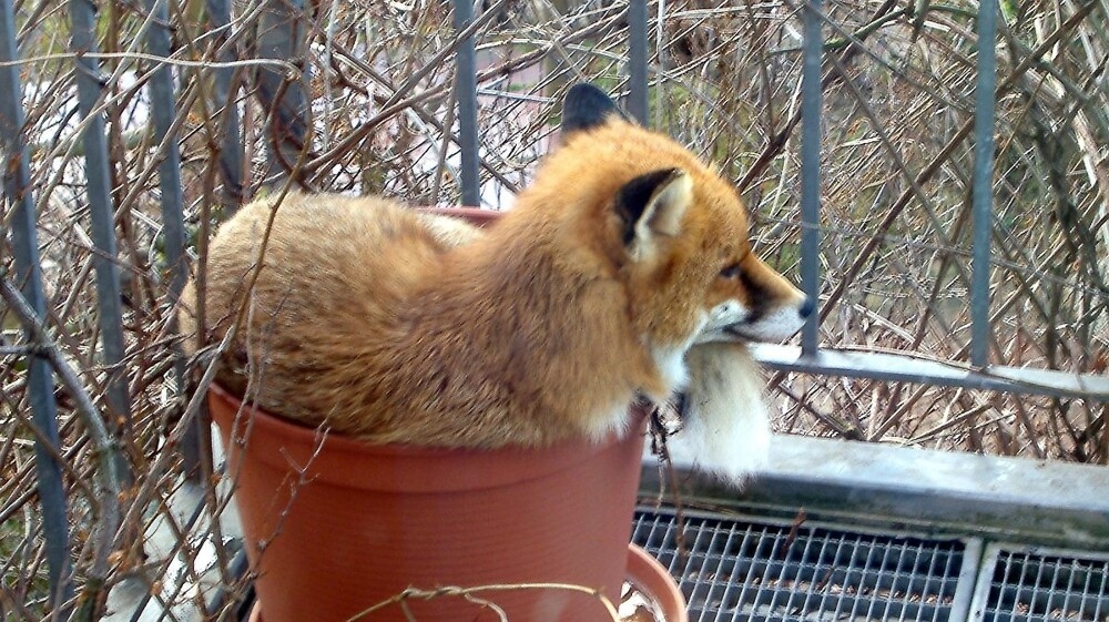 
        22&nbsp;очаровательных создания, которые способны с&nbsp;комфортом разместиться где&nbsp;угодно    