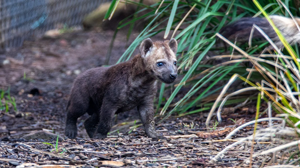 
        5&nbsp;фактов, которые меняют представление о&nbsp;гиенах    