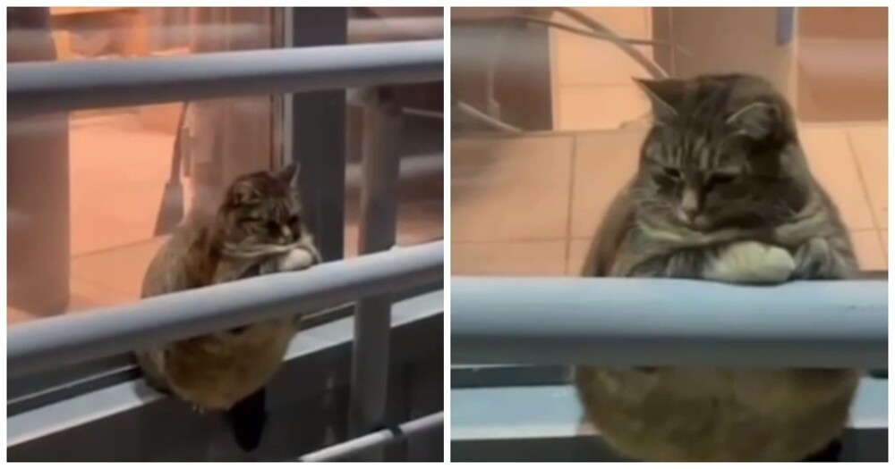 
        Жирненький и&nbsp;грустный кот    