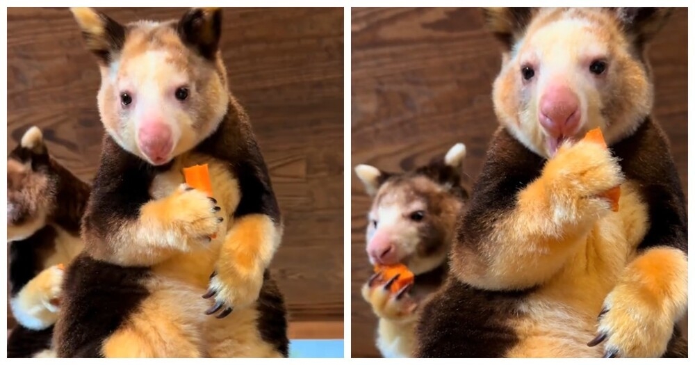 
        Древесные кенгуру, которые выглядят как&nbsp;смесь коалы и&nbsp;опоссума    