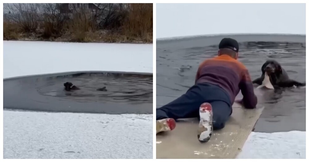 
        Герой на&nbsp;льду: мужчина вытащил собаку из&nbsp;воды в&nbsp;Тюмени    