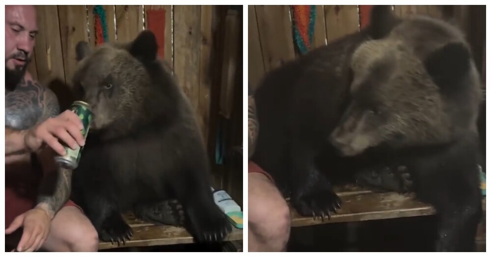 
        Своя компания: вахтовики парятся с&nbsp;медведем    