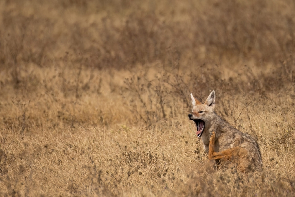 Золотистый волк: самый слабый и маленький хищник в мире
Золотистый волк: самый слабый и маленький хищник в мире