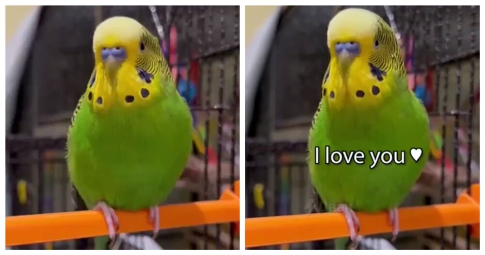 
        Разговорчивый попугай попал в&nbsp;Книгу рекордов Гиннесса    