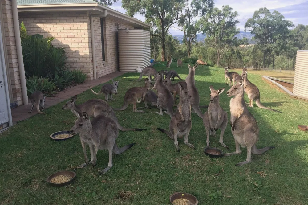 
        Правда ли, что&nbsp;в&nbsp;Австралии разводят и&nbsp;едят кенгуру, как&nbsp;коров или&nbsp;овец?    