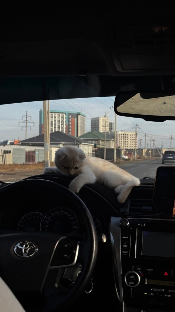 
        Тариф котокомфорт: к&nbsp;девушке приехал таксист с&nbsp;котёнком    