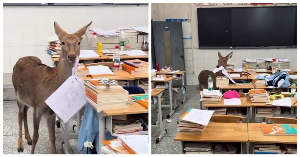 
        Олень съел экзаменационные листы школьников    