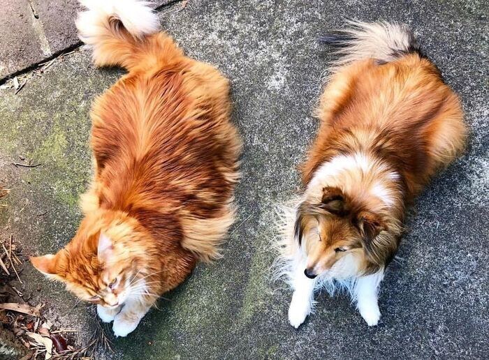 
        18&nbsp;котиков, которые благодаря своим размерам могут считаться сразу за&nbsp;двух питомцев    