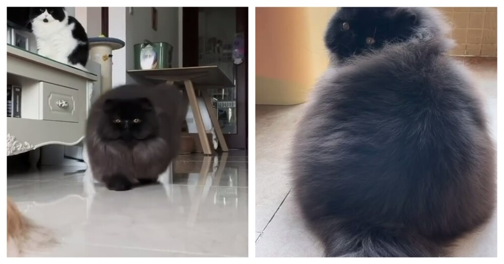 Привет от Дона Котлеоне
Привет от Дона Котлеоне