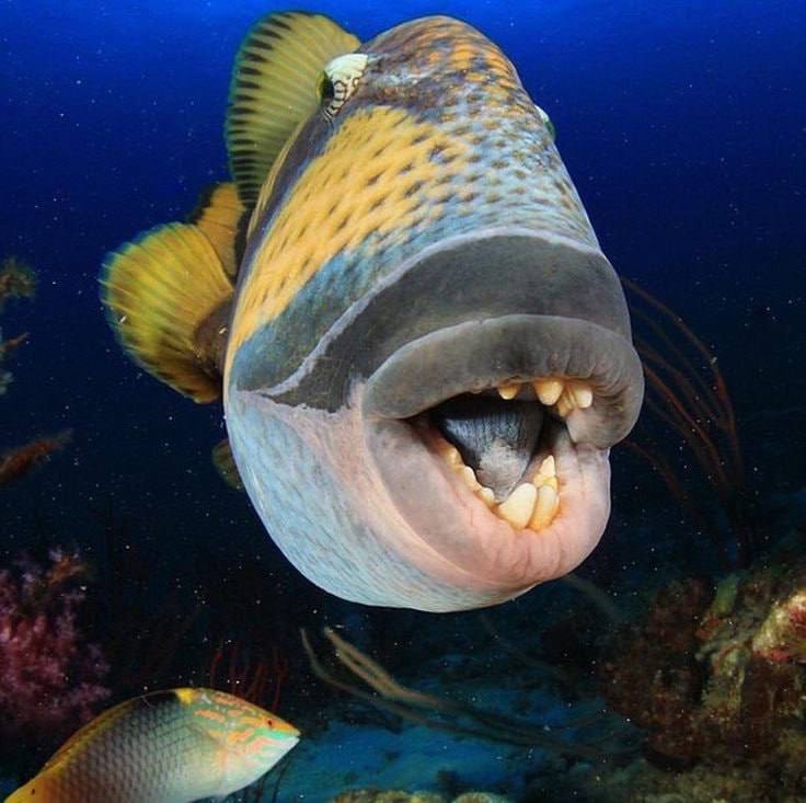 Тропическая рыба напала на мужчину
Тропическая рыба напала на мужчину