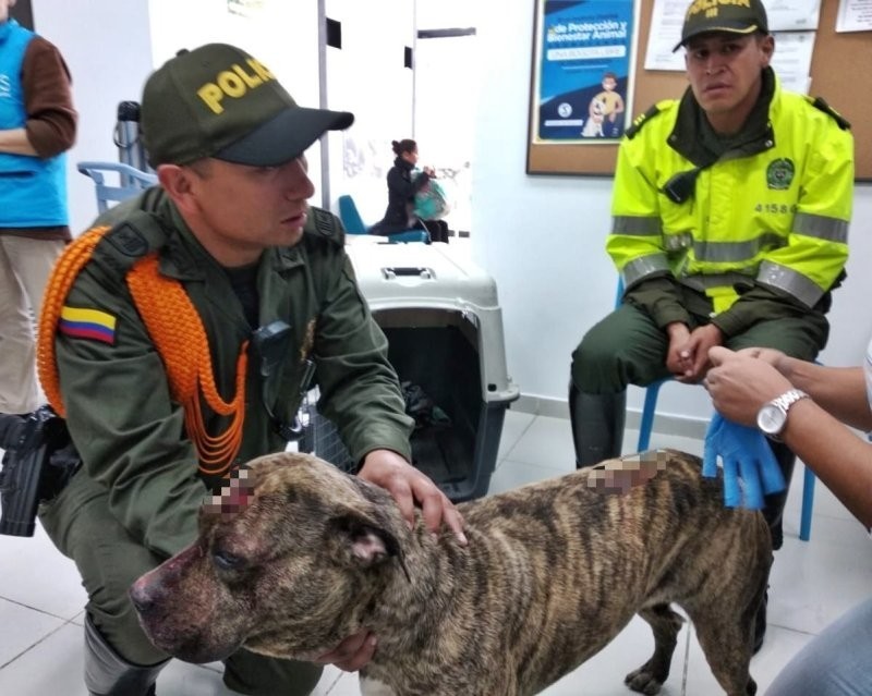 
        Пожилая собака обрела дом&nbsp;спустя шесть лет&nbsp;после того, как&nbsp;пережила нападение с&nbsp;мачете    