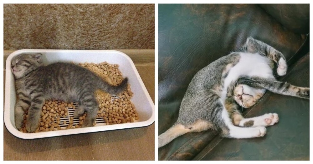 
        Кошачий тихий час    