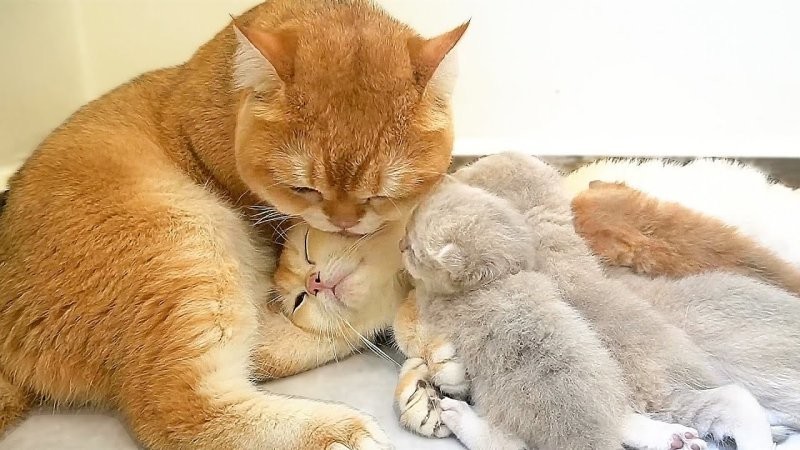 
        18&nbsp;трогательных моментов из&nbsp;жизни семейств диких зверей и&nbsp;домашних животных    