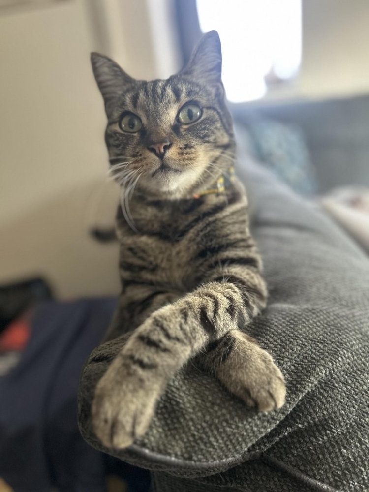 
        30&nbsp;кошачьих поз, которые смешнее любого мема    