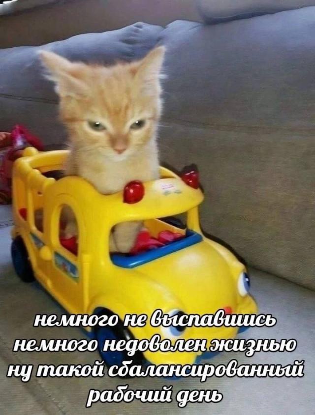 Подборка жизненных мемов о трудностях работы