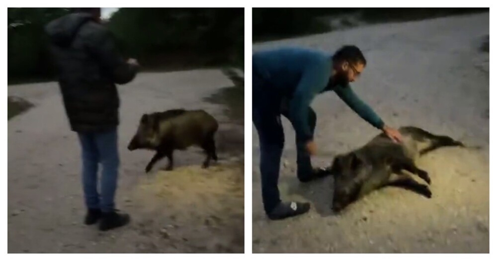 
        Дружелюбный и&nbsp;ласковый зверь    