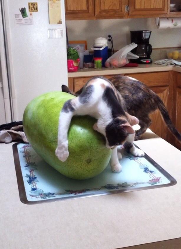 Подборка прикольных фото №3824