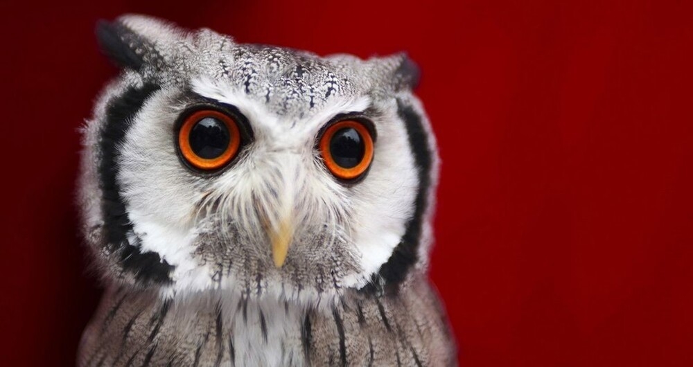 Очаровательные совы
Очаровательные совы