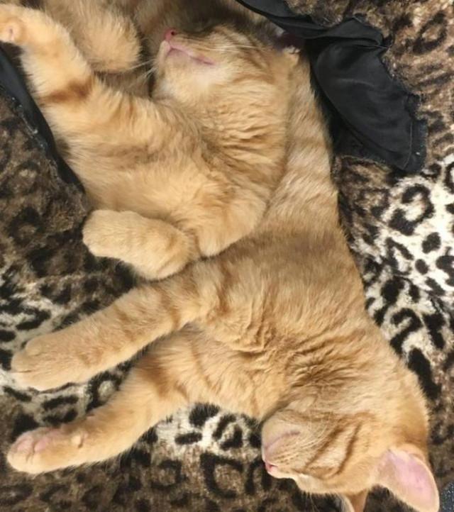 Оказалось, показалось: игра для внимательных глаз Оказалось, показалось: игра для внимательных глаз