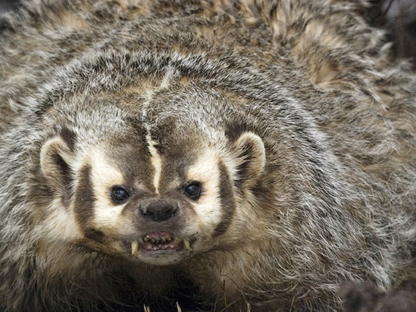 
        Американский барсук: неадекватный и&nbsp;злой    