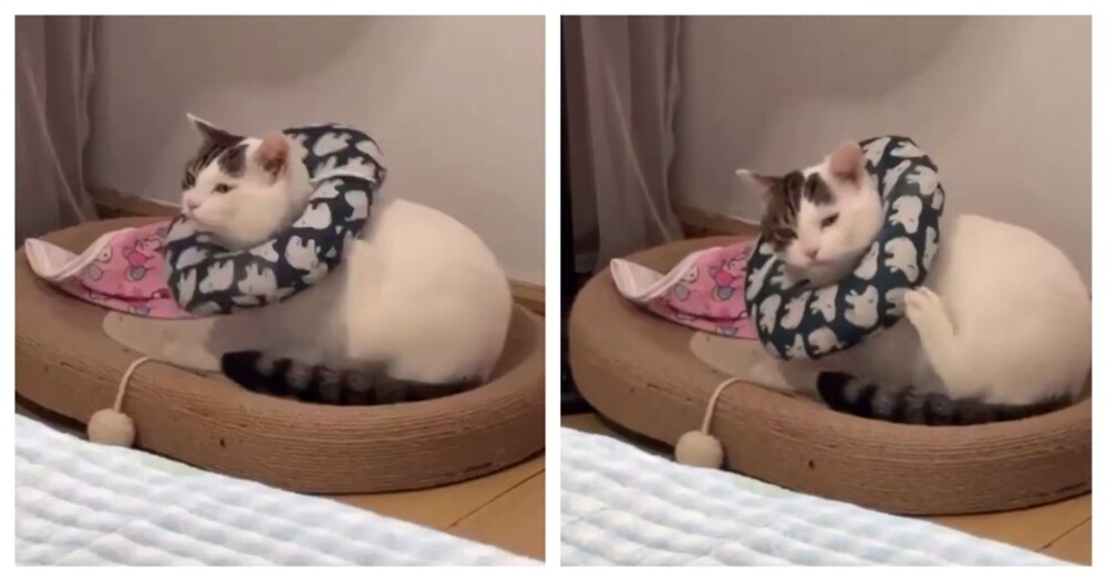 
        Если бы&nbsp;загрузочный экран был&nbsp;кошкой    