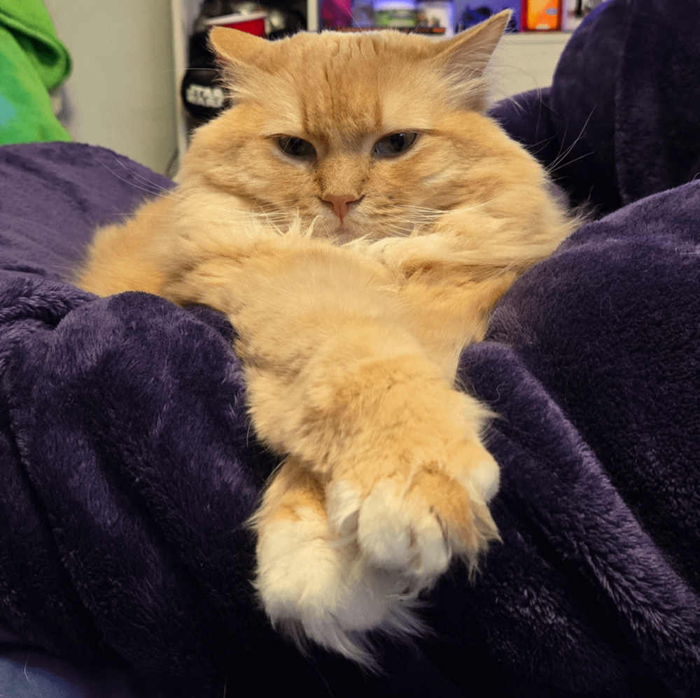 
        30&nbsp;кошачьих поз, которые смешнее любого мема    