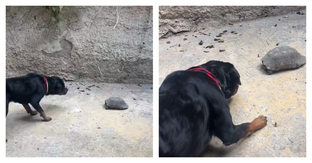 
        Необычная реакция собаки на&nbsp;черепаху    