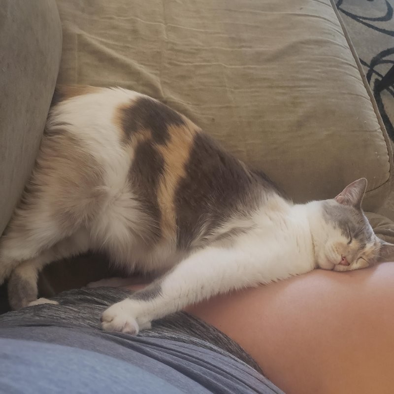 
        30&nbsp;кошачьих поз, которые смешнее любого мема    