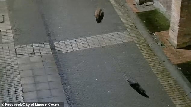 
        Выдра и&nbsp;лиса прогулялись по&nbsp;ночному городу    