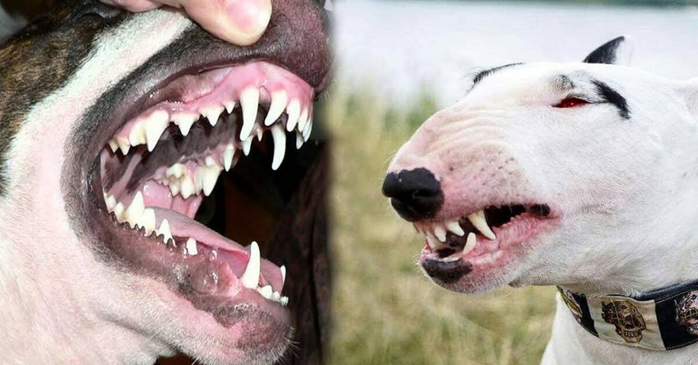 Рейтинг собак по мощности укуса: какая порода оказалась безумно сильна?
Рейтинг собак по мощности укуса: какая порода оказалась безумно сильна?
