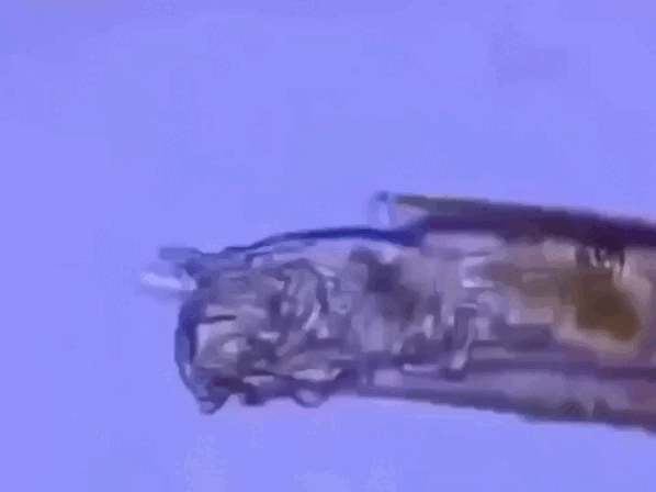 
        Коловратка: живёт в&nbsp;соседней луже и&nbsp;спит по&nbsp;25&nbsp;тысяч лет    