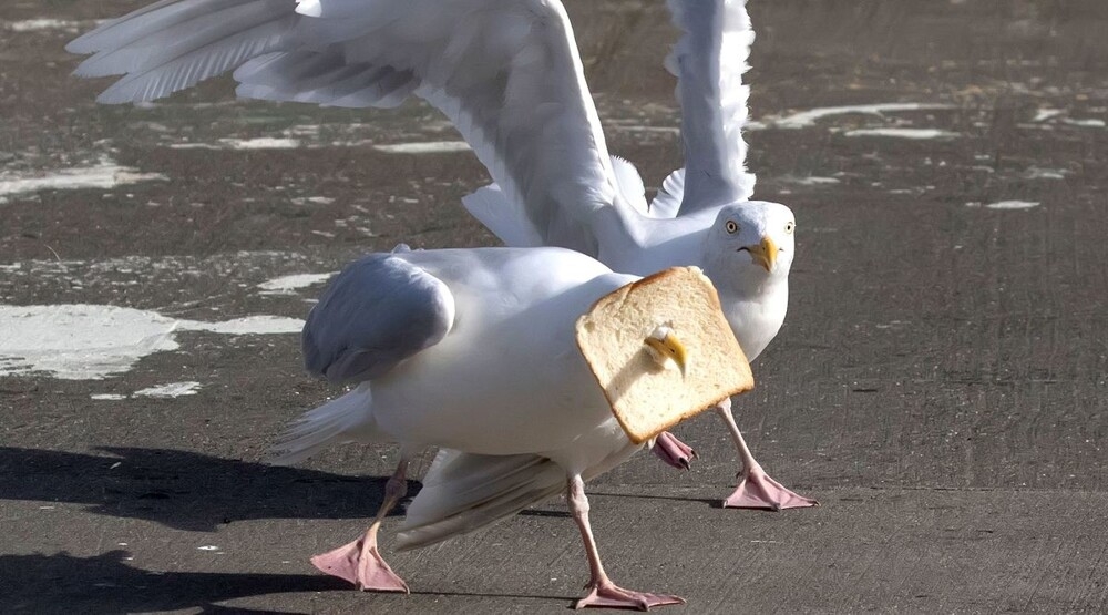 Из жизни чаек
Из жизни чаек