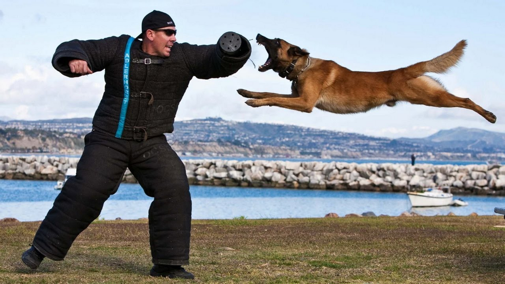 Рейтинг собак по мощности укуса: какая порода оказалась безумно сильна?
Рейтинг собак по мощности укуса: какая порода оказалась безумно сильна?