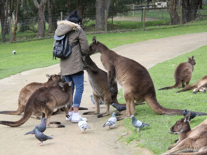 
        Правда ли, что&nbsp;в&nbsp;Австралии разводят и&nbsp;едят кенгуру, как&nbsp;коров или&nbsp;овец?    