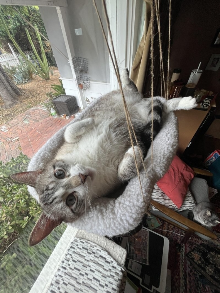 
        30&nbsp;кошачьих поз, которые смешнее любого мема    