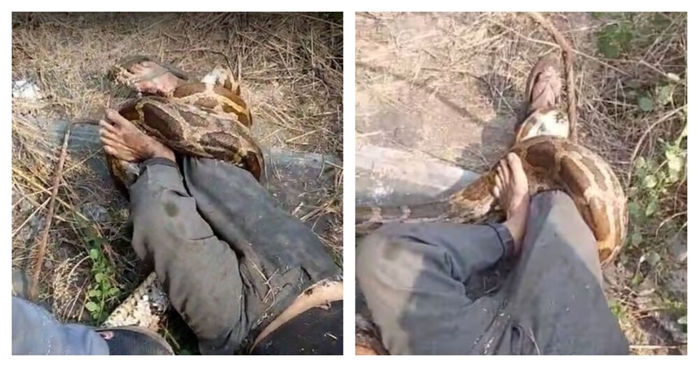 
        Питон напал на&nbsp;рабочего в&nbsp;Индии    