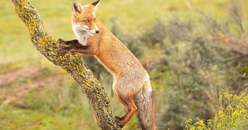 Лисы гораздо удивительнее, чем кажется — вот 31 доказательство
Лисы гораздо удивительнее, чем кажется — вот 31 доказательство