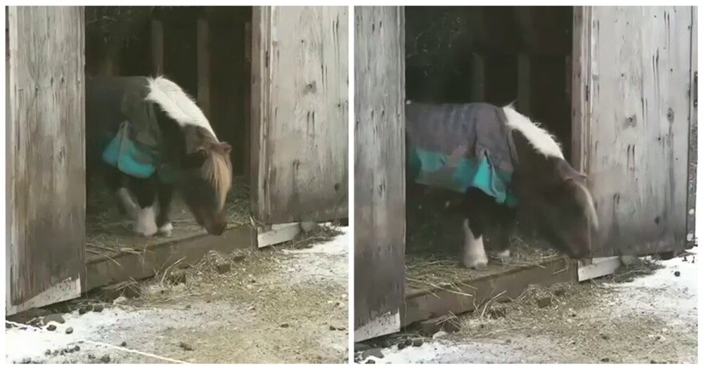 
        Пони готовится к&nbsp;одному из&nbsp;главных прыжков в&nbsp;жизни    