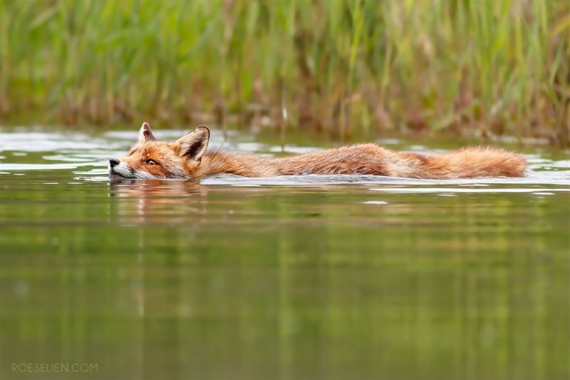 Лисы гораздо удивительнее, чем кажется — вот 31 доказательство
Лисы гораздо удивительнее, чем кажется — вот 31 доказательство