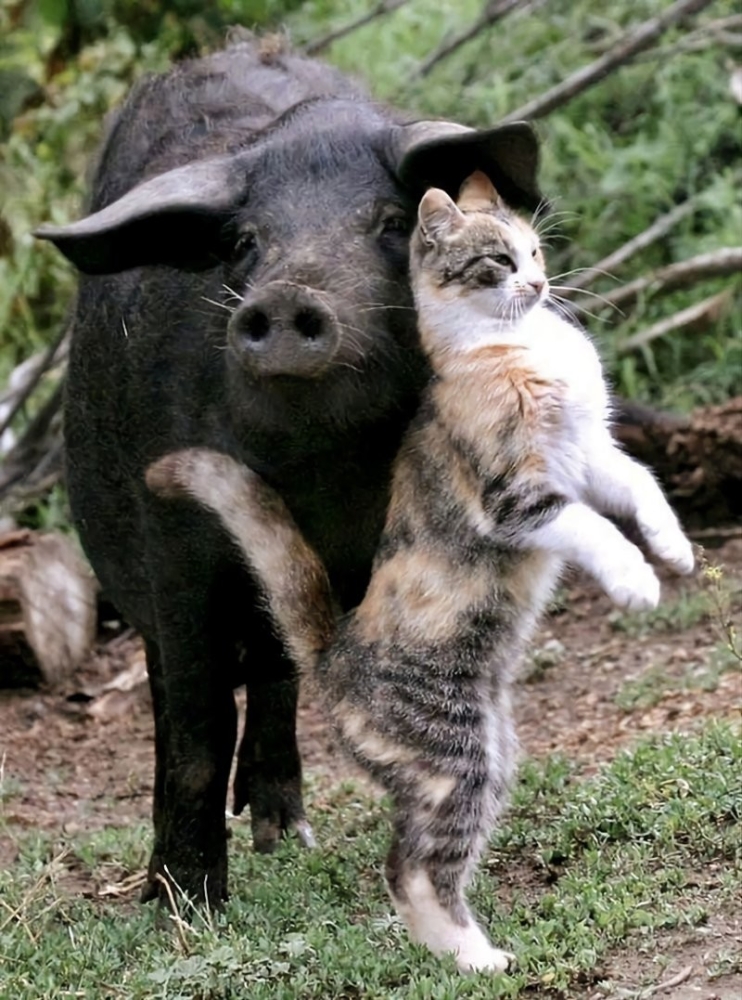 
        20&nbsp;примеров невероятной глубины пушистых сердец    