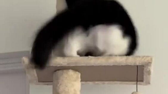 
        Суетолог в&nbsp;естественной среде обитания    