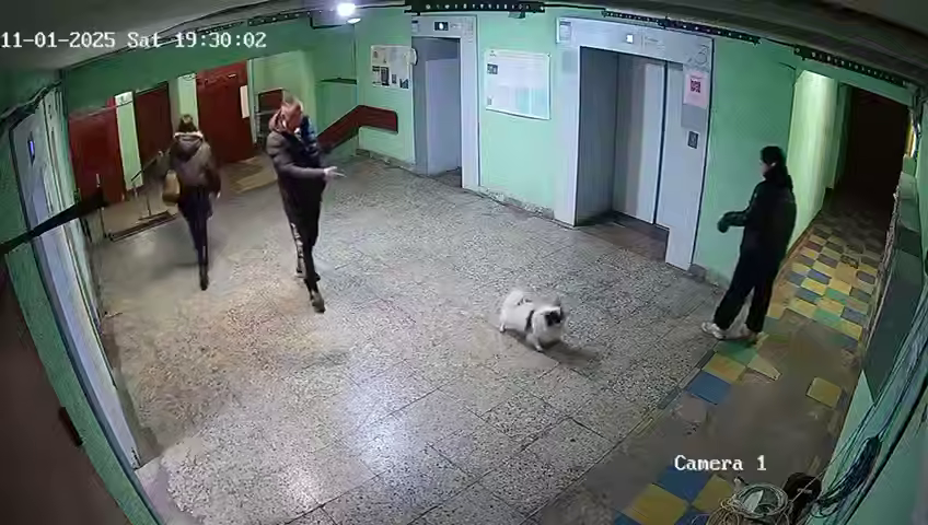 
        &laquo;Ты&nbsp;держи собаку свою, а&nbsp;то&nbsp;она&nbsp;не&nbsp;доедет&raquo;: неадекват швырнул чужого пса&nbsp;в&nbsp;стену за&nbsp;то, что&nbsp;тот&nbsp;гавкнул    