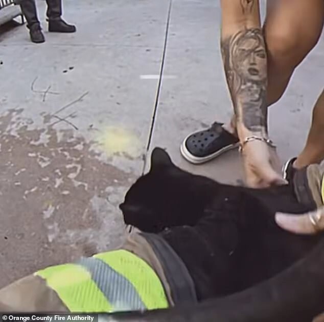 Драматический момент: спасение котов из пожара
Драматический момент: спасение котов из пожара