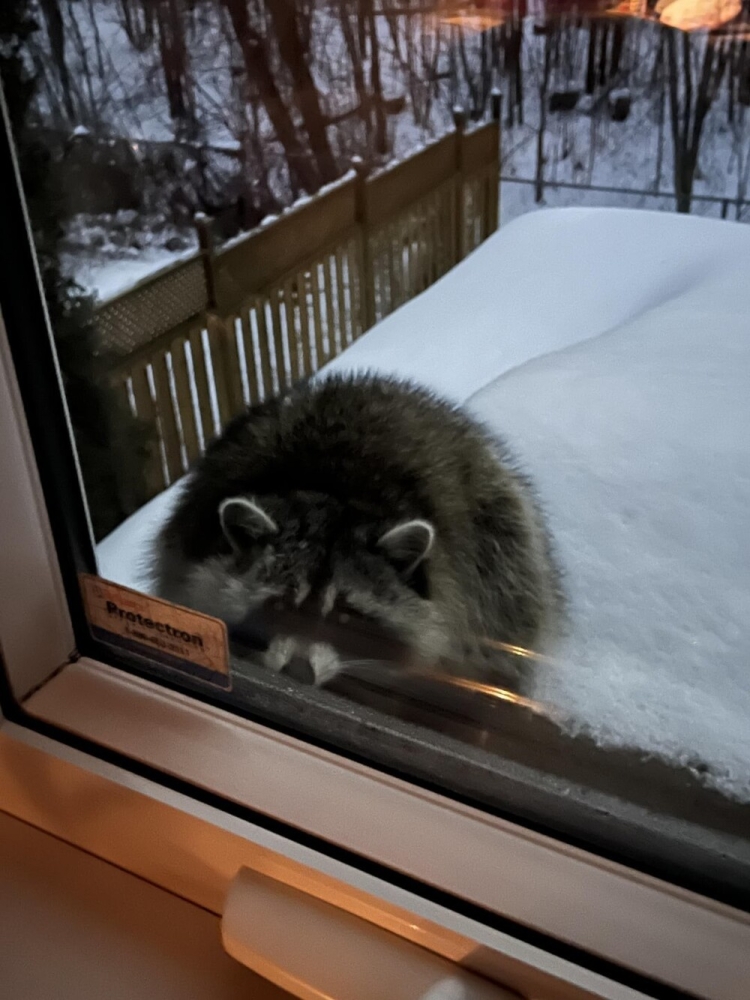 30 снимков животных для хорошего настроения
30 снимков животных для хорошего настроения