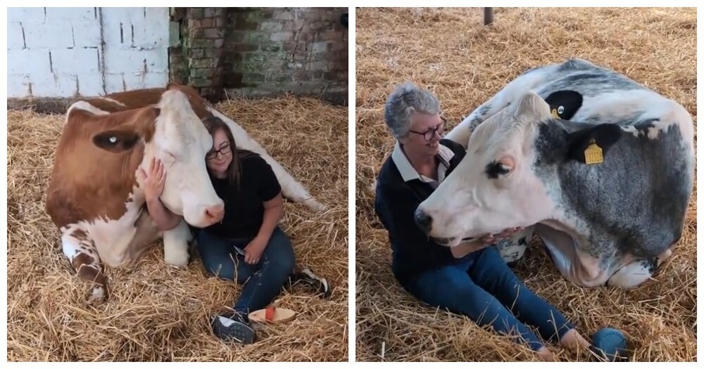 
        Фермеры зарабатывают на&nbsp;объятиях с&nbsp;коровами из-за падения цен&nbsp;на&nbsp;молоко    