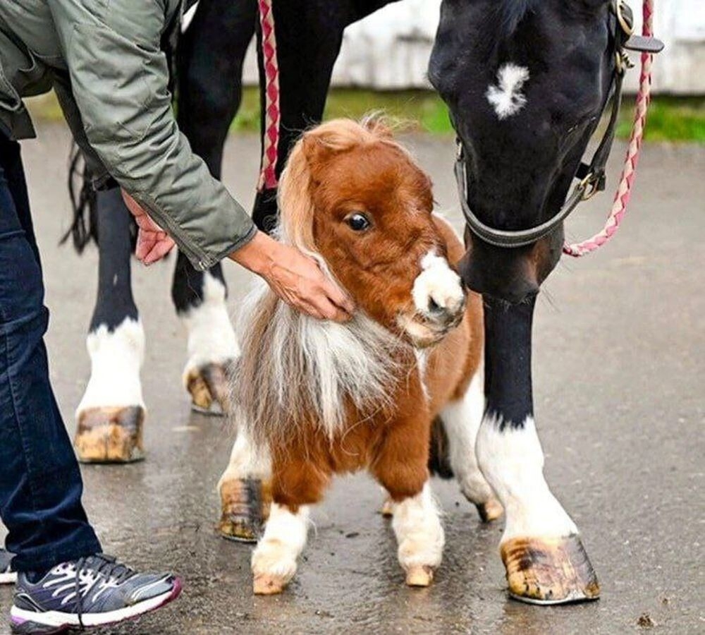 
        Маленький конь с&nbsp;большим и&nbsp;добрым сердцем    